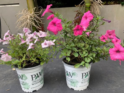 Super Petunias