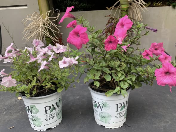 Super Petunias