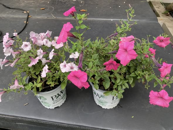 Super Petunias