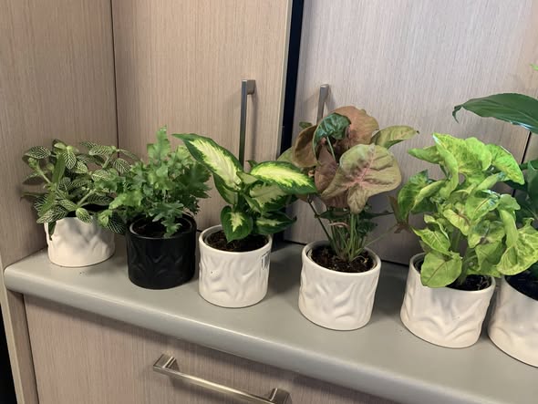 Mixed Pot Plants
