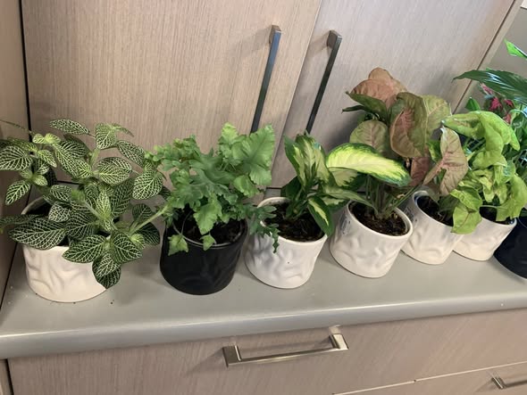 Mixed Pot Plants