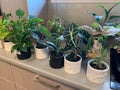 Mixed Pot Plants