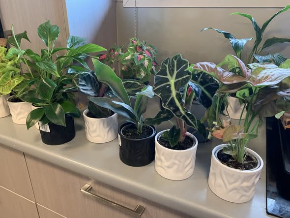 Mixed Pot Plants