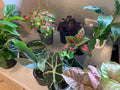 Mixed Pot Plants