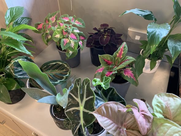 Mixed Pot Plants