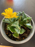 Succulents