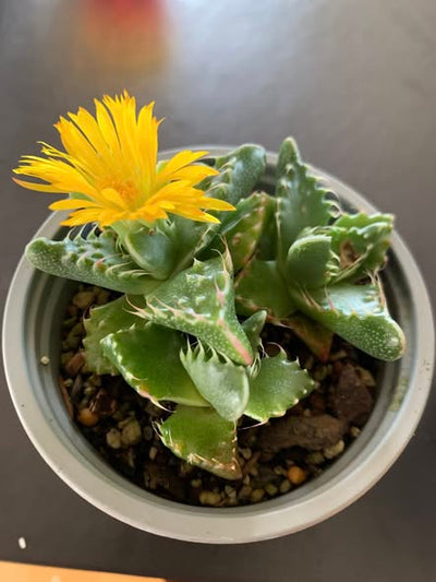 Succulents