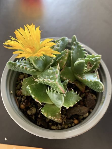 Succulents