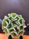 Succulents