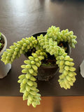 Succulents