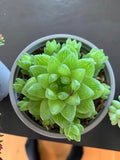 Succulents