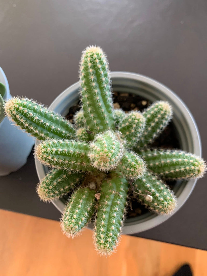 Succulents